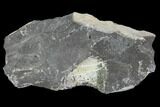 Unprepared Drotops Trilobite - About Long #106861-7